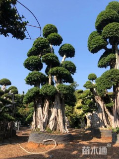 榕树