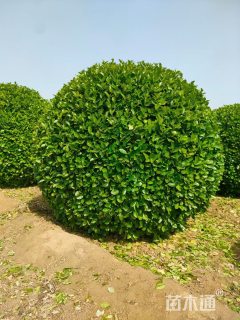 冠幅80厘米卫矛球