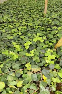 50厘米洋常春藤