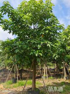 15公分澳洲火焰木