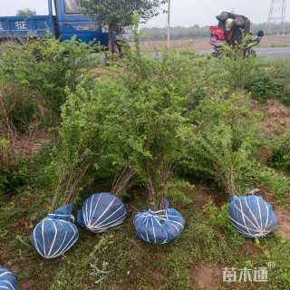 高度80厘米金雀锦鸡儿