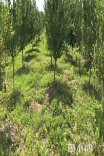 13公分西府海棠