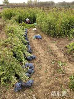 高度30厘米珍珠梅