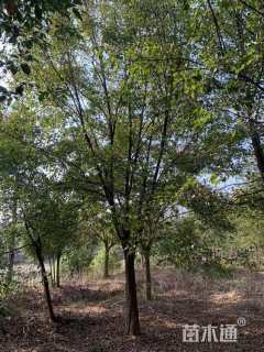 15公分日本红枫