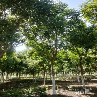12公分栾树