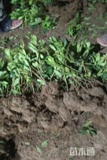 高度30厘米毛鹃