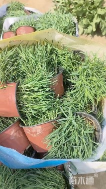 高度8厘米常夏石竹