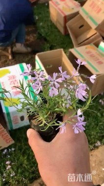 高度10厘米芝樱