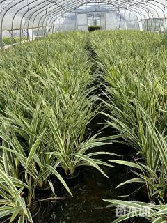 高度45厘米山菅兰