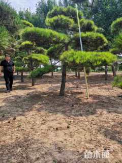 15公分造型油松