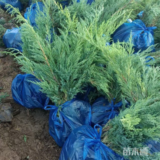 高度120厘米沙地柏