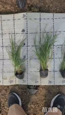 高度20厘米花叶燕麦草