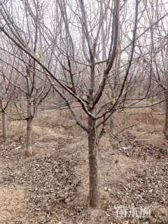 10公分西府海棠