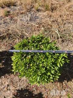 冠幅50厘米毛鹃球