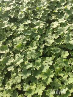 高度10厘米飞燕草