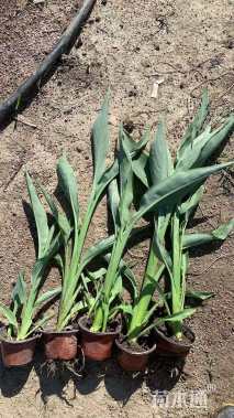 高度40厘米水生美人蕉