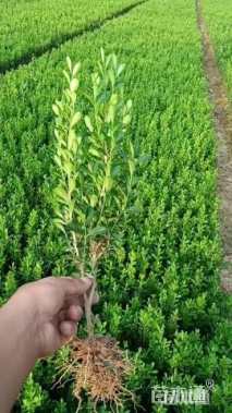 高度30厘米小叶黄杨