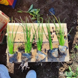 高度30厘米葱兰