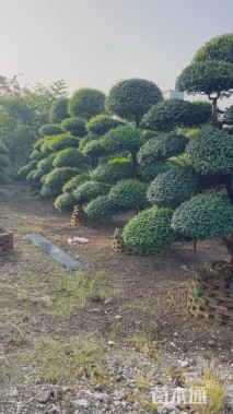 高度200厘米日本冬青