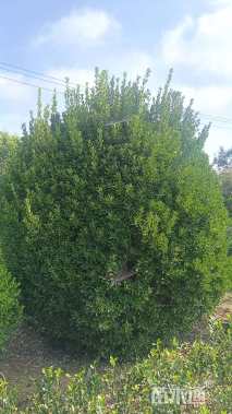 冠幅120厘米大叶黄杨球