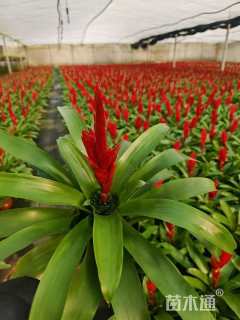 高度20厘米紫罗兰