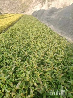 高度20厘米牡丹