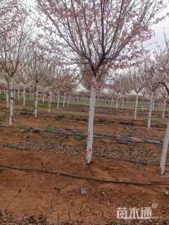 10公分江户彼岸樱