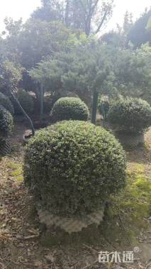 冠幅150厘米大叶黄杨球