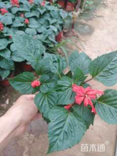 高度25厘米一串红