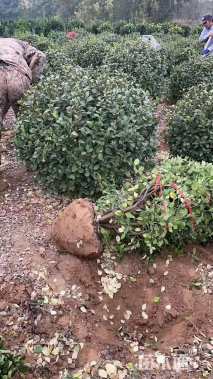 冠幅80厘米大叶黄杨球