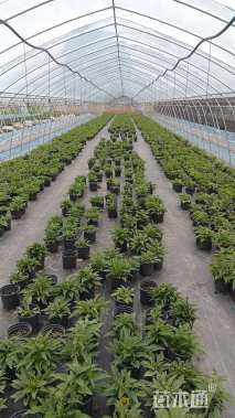 高度30厘米松果菊