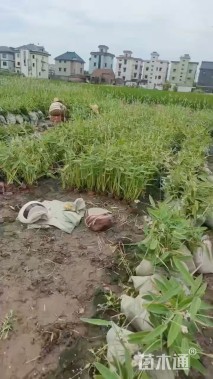 高度40厘米再力花