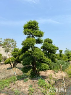 30公分造型女贞