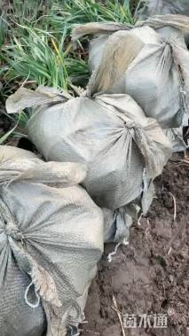 高度25厘米紫娇花