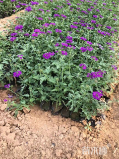 高度15厘米美女樱