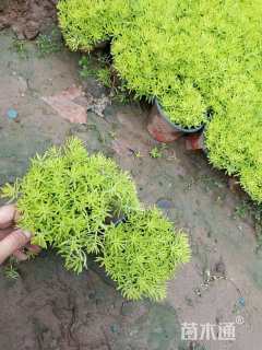 高度10厘米佛甲草