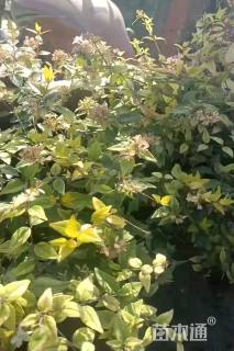 高度30厘米六道木