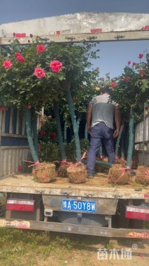 高度180厘米月季