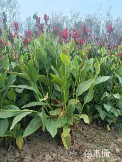 高度50厘米美人蕉