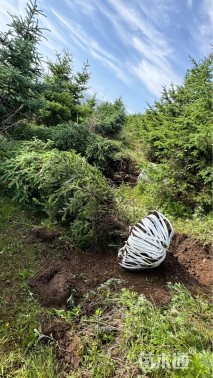 高度350厘米青海云杉