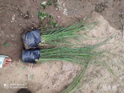 高度30厘米紫穗狼尾草