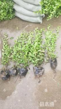 高度100厘米夹竹桃