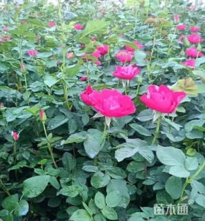 高度40厘米大花月季