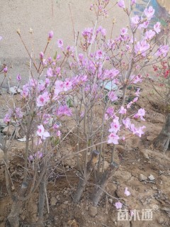 高度1600厘米毛鹃