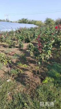 高度150厘米月季