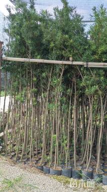 高度200厘米罗汉松小苗