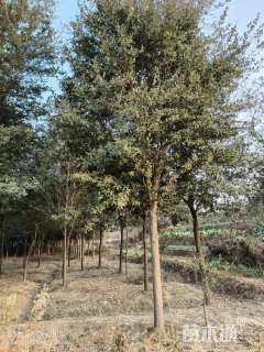 15公分弗吉尼亚栎