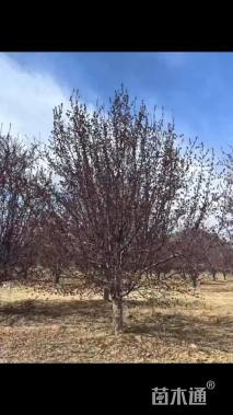 17公分绚丽海棠