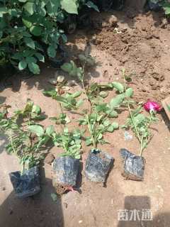 高度25厘米月季