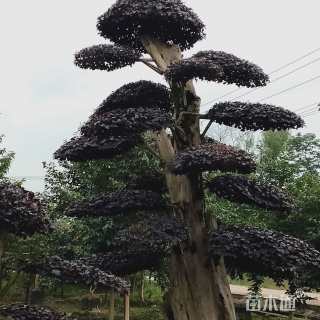 18公分造型红花继木桩